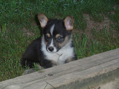 corgi puppies