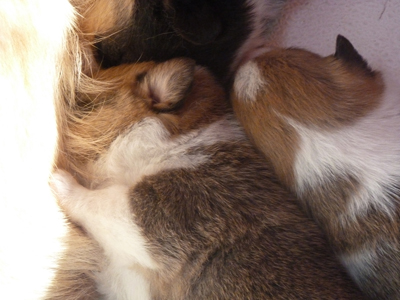 corgi puppies