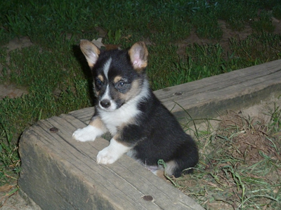 corgi puppies