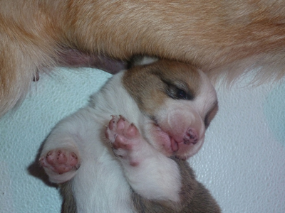 corgi puppies