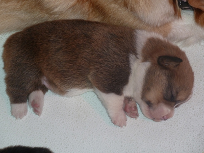 corgi puppies