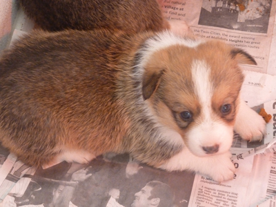 corgi puppies