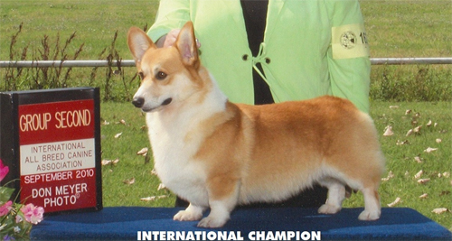 International Champion Corgi