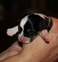 corgi puppies hastings mn