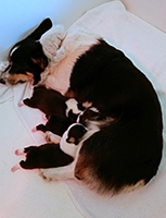 corgi puppies 2014