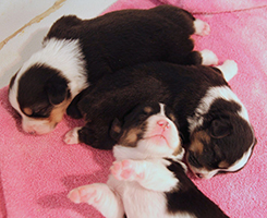 corgi puppies 2014