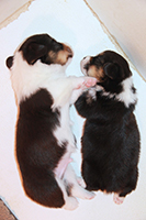 corgi puppies 2014