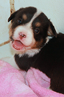 corgi puppies