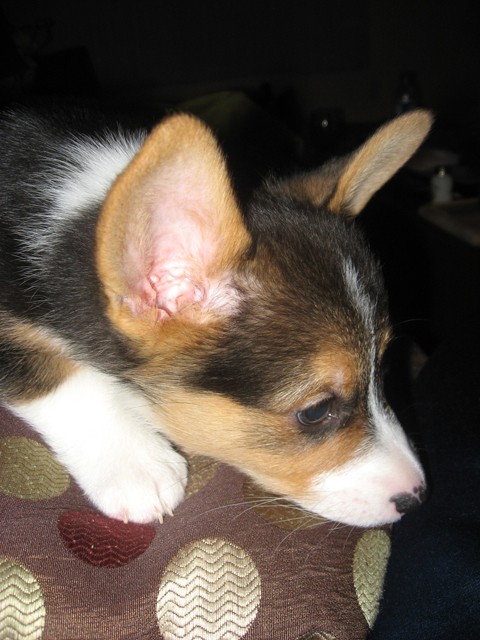 corgi puppies