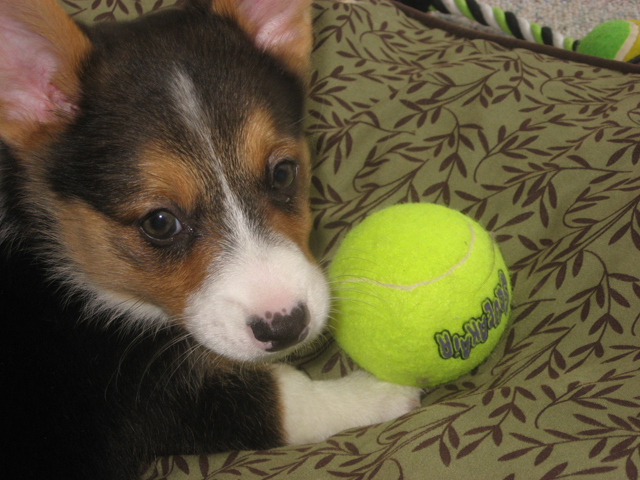 corgi puppies