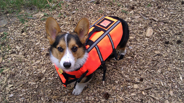 corgi puppies