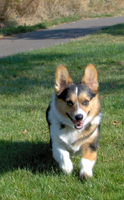 corgi puppies