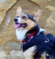 corgi puppies