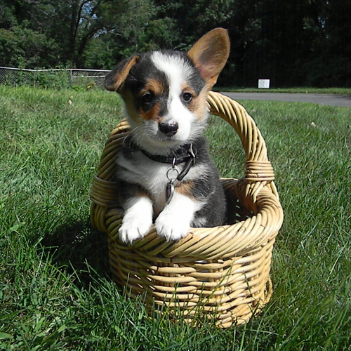 corgi puppies