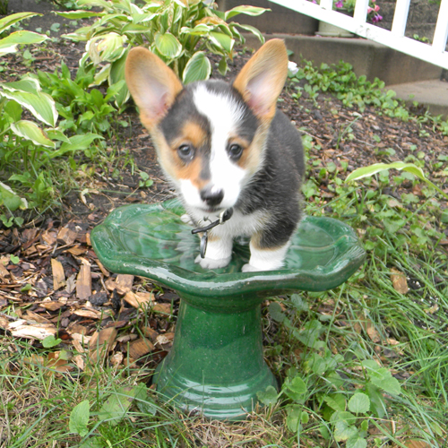 corgi puppies